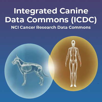 Text in foreground reads, "Integrated Canine Data Commons (ICDC), NCI Cnacer Research Data Commons." The background shows a circle with a x-ray of a dog intersectin with a circle containing an xray of a human.