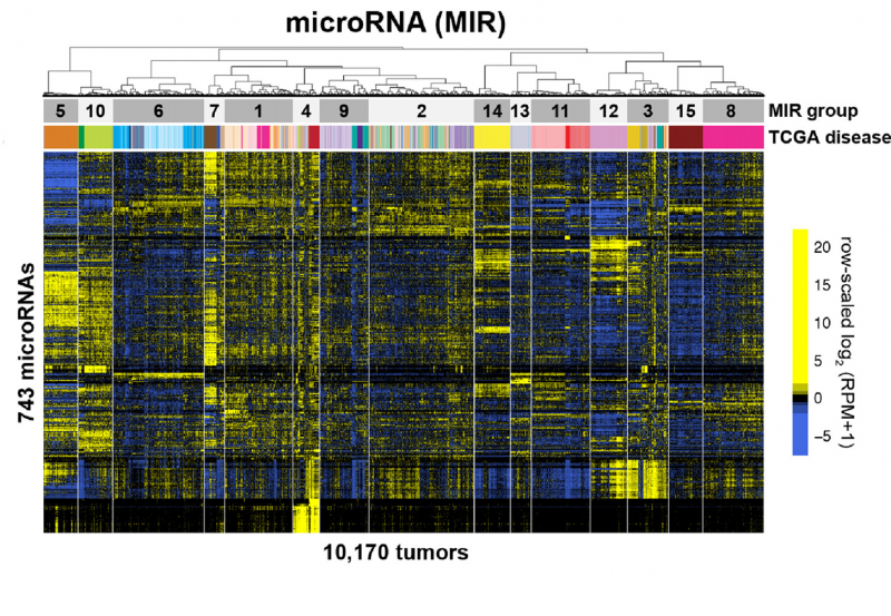 MicroRNAs, a class of non-coding RNAs that are important for regulating gene expression. Inside of graph shows yellow and blue colors thoughout. Left side reads "743 microRNAs" and "10,170 tumors." This is a heatmap showing the intensity of the color correlating to the presence of different microRNA groups.