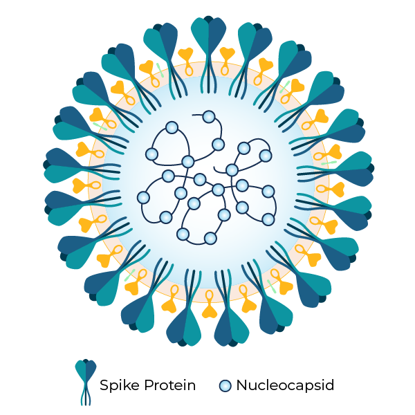 Artist's rendering of COVID-19 showing the spike proteins and nucleocapsid proteins--areas that are involved in protection from infection. Detecting antibodies to these proteins helps in tracking COVID-19.
