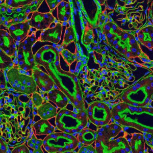cell splice image, colorful