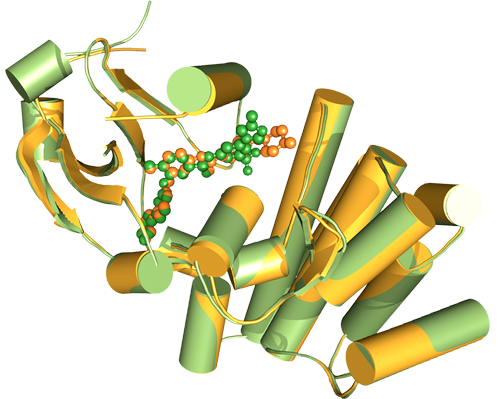 Structure of the Abl protein kinase catalytic domain bound to a first-generation therapeutic, imatinib (PDB ID 1IEP; orange), which inspired medicinal chemists at Novartis to design an even more effective second-generation agent, nilotinib (PDB ID 3CS9; green). Both are U.S. FDA approved drugs used for treatment of chronic myeloid leukemiaRutgers, The State University of New Jersey