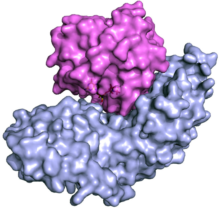 Surface representation of the structure of oncogenic mutant of KRAS (colored violet) in complex with GTPase-activating proteins (colored light blue).
