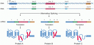 Diagram showing alternative splicing of RNA proteins into mRNA. mRNA translating into Protein A, Protein B, and Protein C.