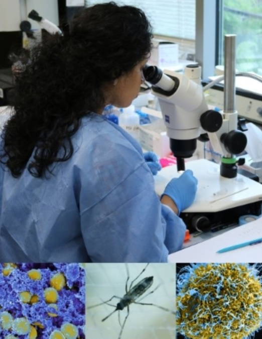 Female scientist wearing latex gloves and blue coat looking into a microscope and affixing slides to the plate. Images below the woman are of cells and insects, denoting what she might be seeing through the microscope.