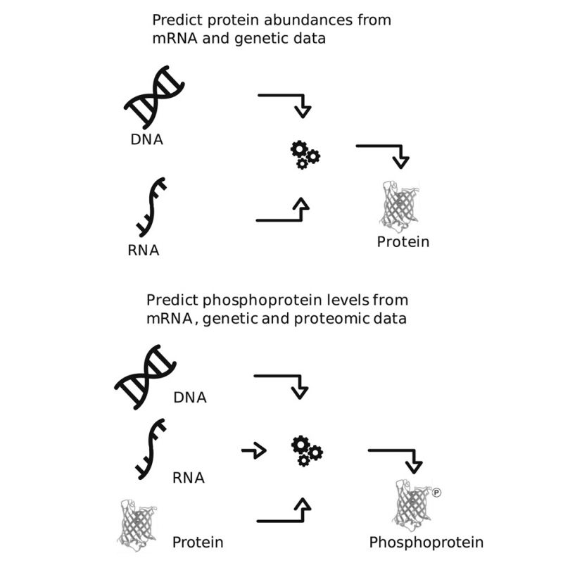 Side-by-side comparison of prediction processes for protein abundances vs. phosphoprotein levels 