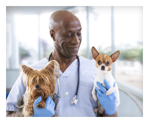African American veterinarian wearing a medical coat and stethoscope, holding two small dogs, one in each gloved hand, looking down and smiling at them.