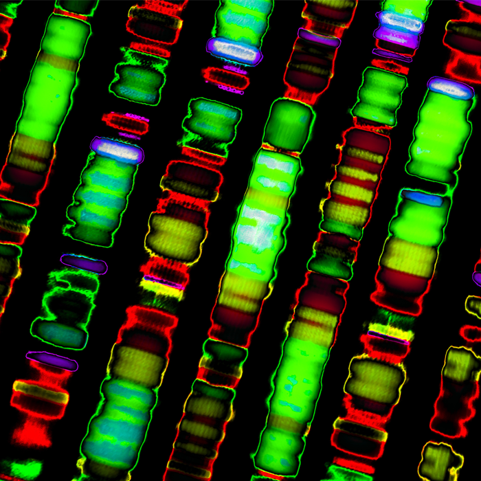 DNA Sequence