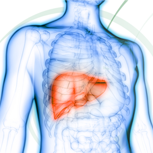 Image of a chest with a long highlighted in red