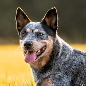 Image of older German Shepard