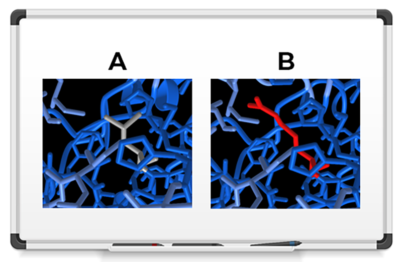 3D image of a cytochrome P450 protein. Blue strands of amino acids are intertwined and a portion of one strand is shown in gray and red to designate a mutation. This mutation changes a neutral leucine (Leu194) amino acid (shown in gray in A) to a charged arginine (Arg194) (shown in red in B), resulting in a destabilized version of the protein.  