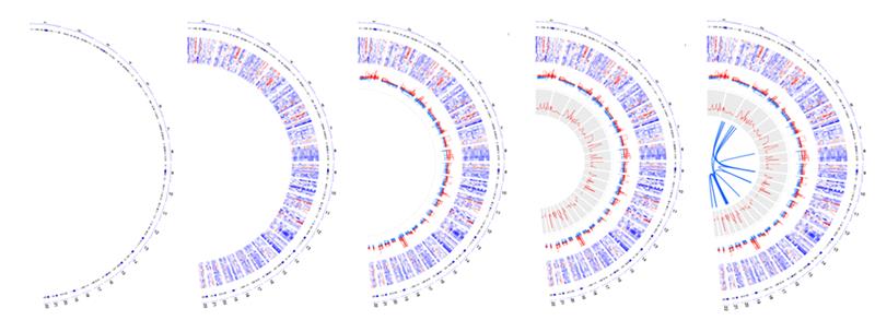 From left to right, a series of five half-circle images show how you can map data from chromosomes, gene expression heatmaps, copy number variations, expression and variation correlations, and gene fusions to see genomics data in a circular format. 
