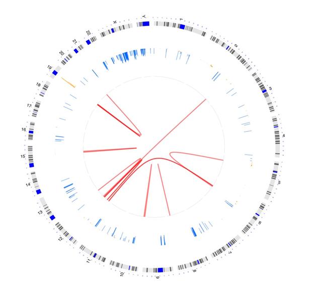 Circular image shows chromosomes on the outside of the track (Chr 1-22, plus X and Y). Sample data shows chromosomes of interest in a separate track. Red lines in the center of the circle connect genes of interest to the full chromosome listing on the outside of the circle.