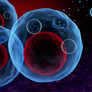 3-D illustration of four cells, shown in blue with large red cell nuclei. Two cells are secreting small round bubbles from their surfaces. These bubbles represent exosomes, small cargo-carrying cell structures that have a part in diseases like cancer.  