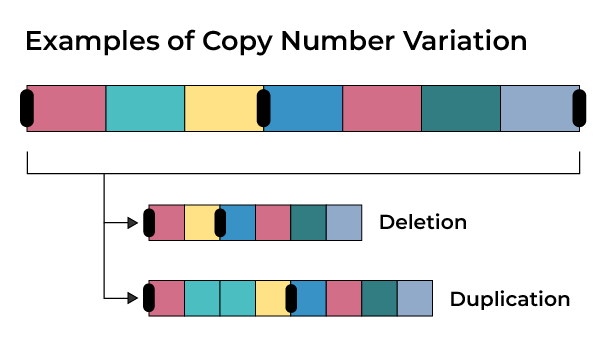 Colored blocks designate how genetic material can be changed by duplicating or deleting segments. The original strand shows boxes with colors red, green, yellow, blue, red, green, and gray. The strand with a deletion shows red, yellow, blue, red, green, and gray. The strand with a duplication shows red, green, green, yellow, blue, red, green, and gray.