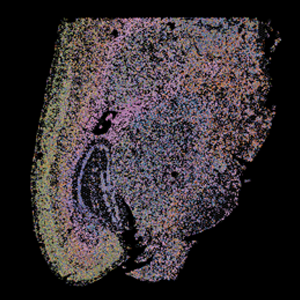 Image of cell-type annotation of individual nuclei and cells, shows various cells and cell components and their boundaries.   
